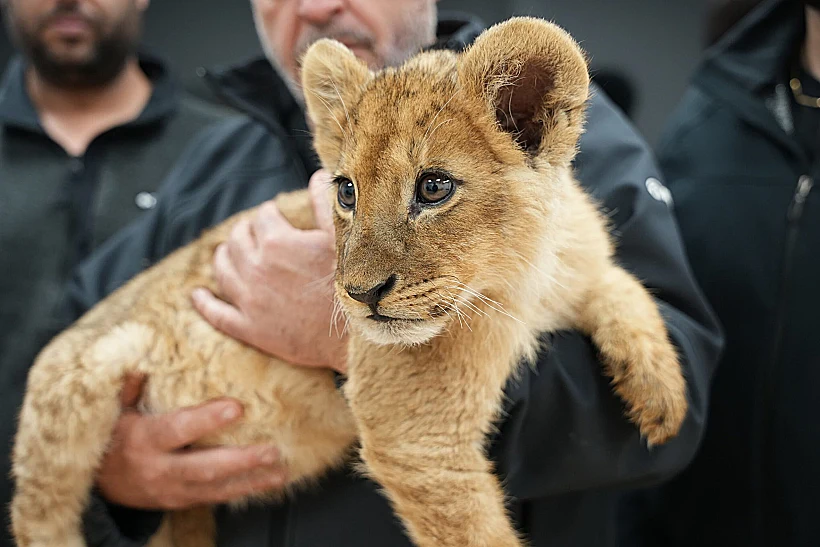 גור האריות שאותר בשטחי הפזורה הבדואית