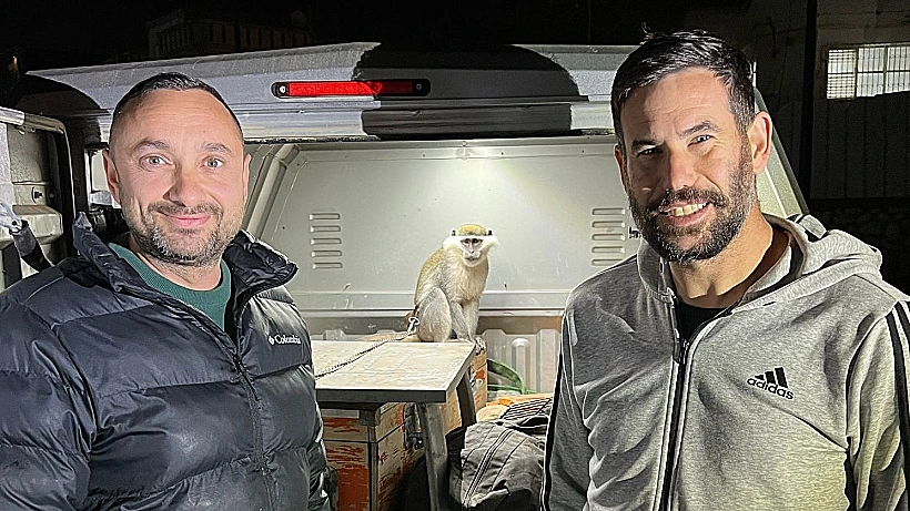 הקוף שאותר בפזורה הבדואית