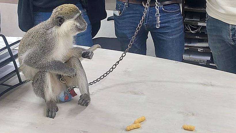 הקוף שאותר בפזורה הבדואית