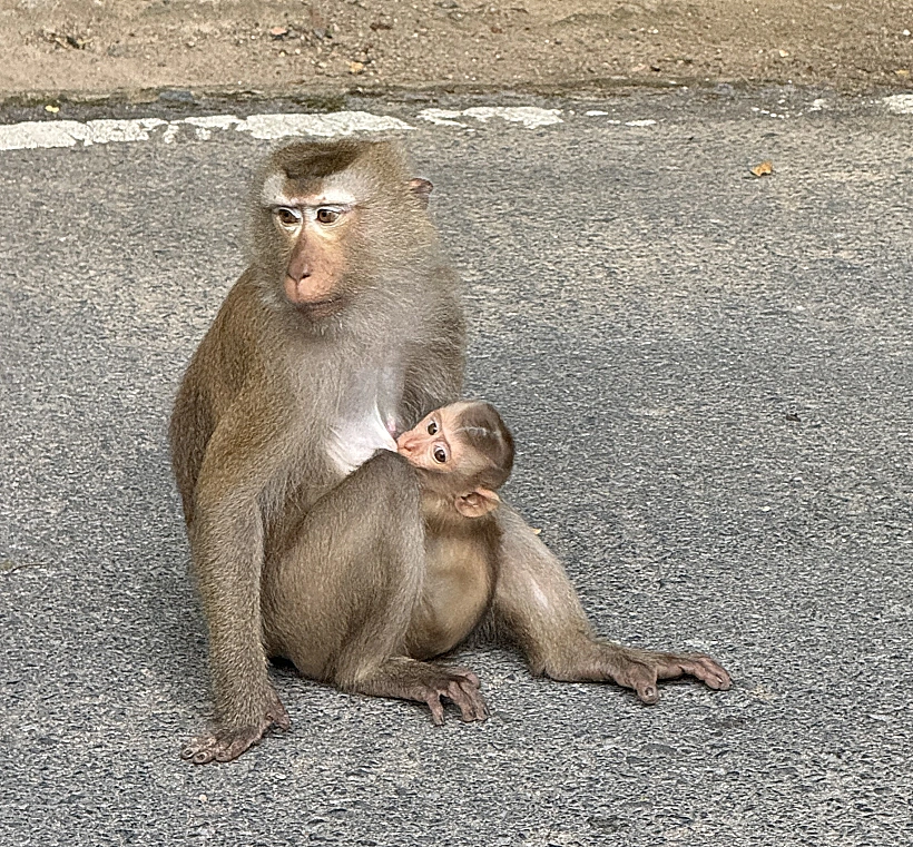 גבעת הקופים פוקט תאילנד