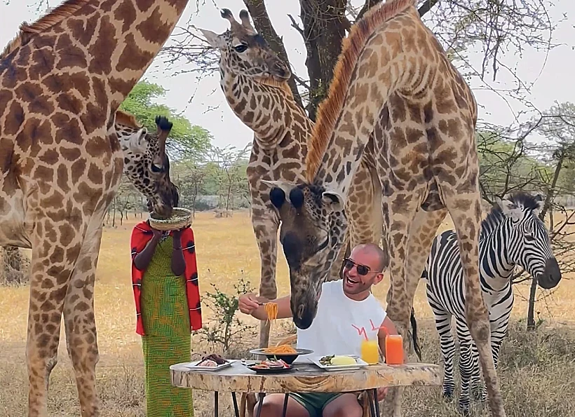 ארוחת בוקר עם ג'ירפות וזברות בטנזניה