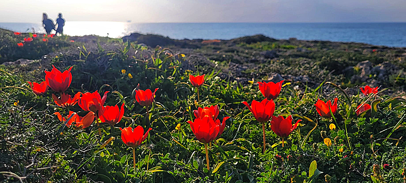 שמורת טבע דור-הבונים