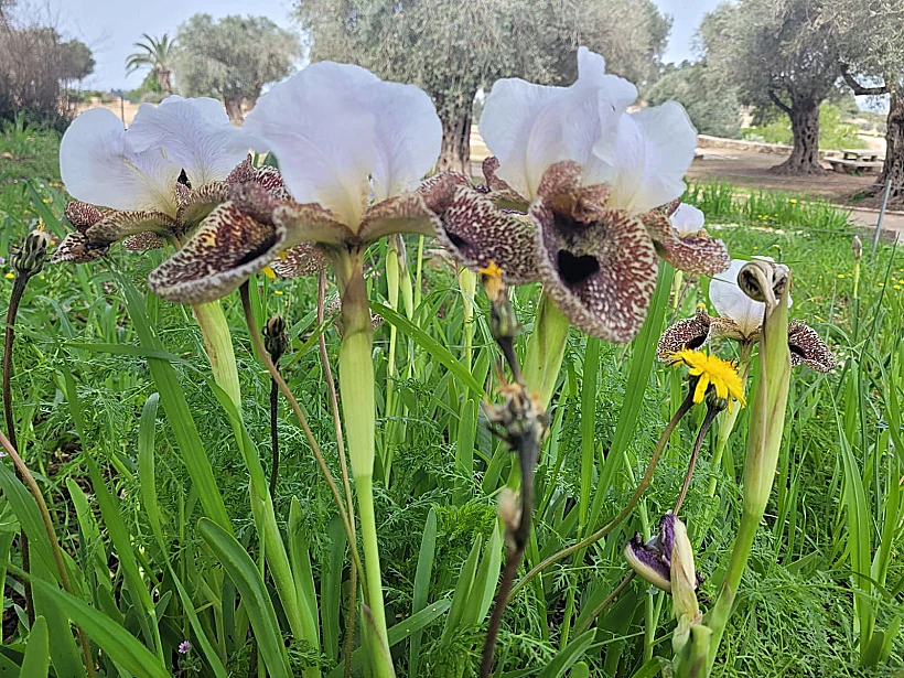 אירוס נצרתי