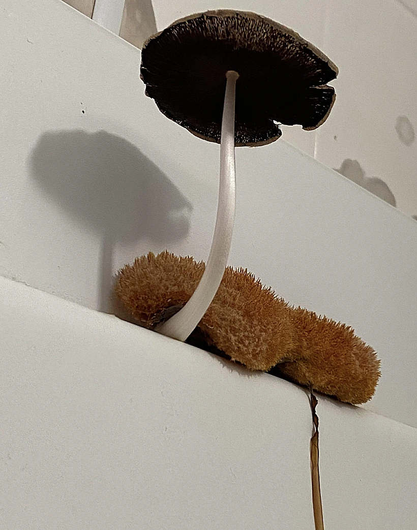 Mushroom 4
