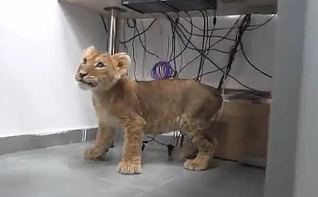 יהלומית הלביאה