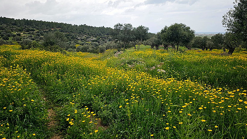 שביל ישראל עין הוד