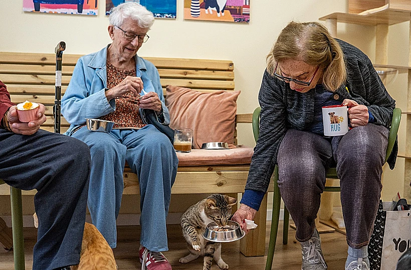 בית קפה חתולים, משען