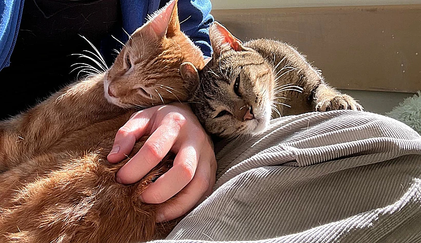 בית קפה חתולים, משען