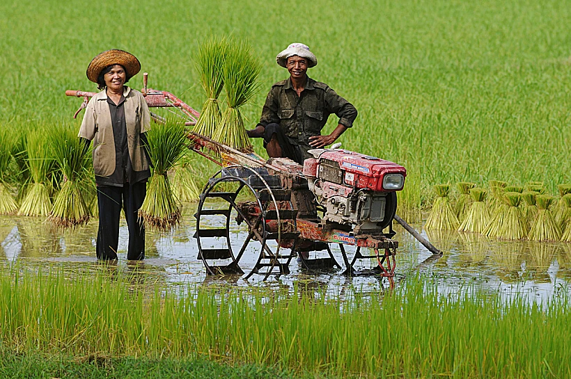 תאילנד - שדה אורז כפרי