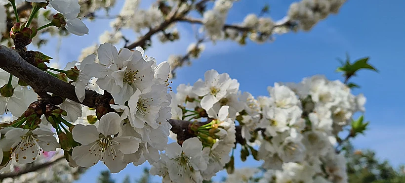 פריחת הדובדבן בגולן
