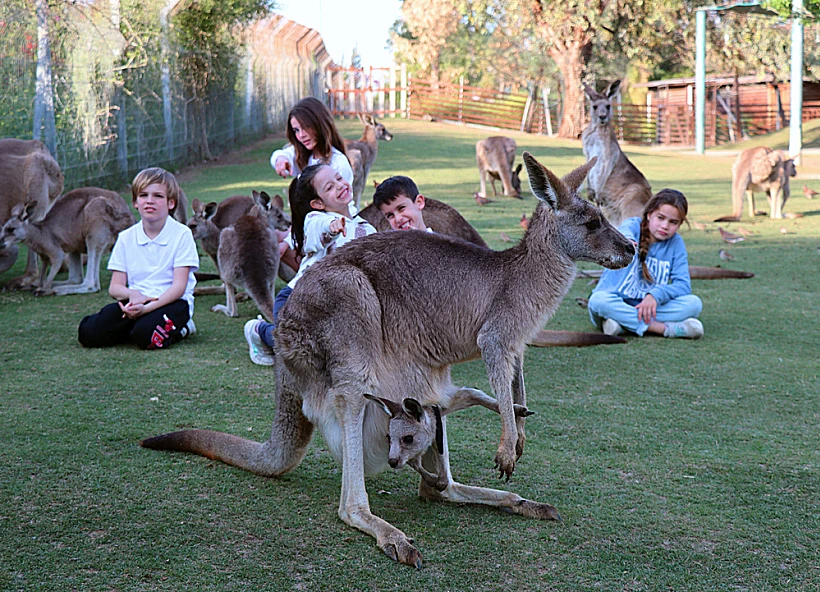 פסטיבל אוסטרליה בגן גורו