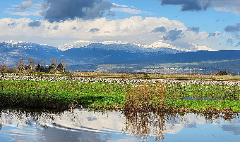 אגמון החולה