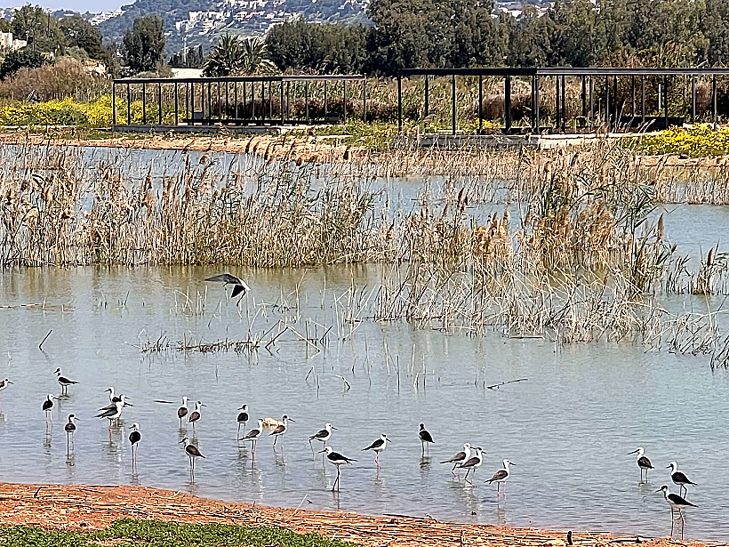 מרכז הצפרות במעגן מיכאל