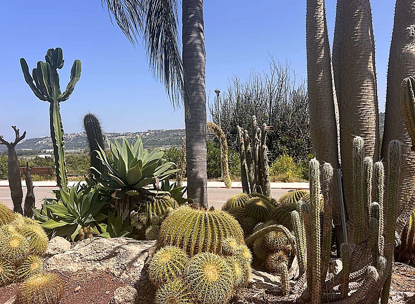 גן הקקטוסים במעגן מיכאל