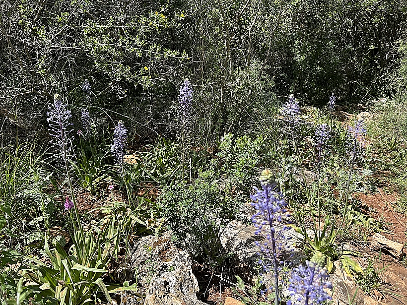 בן חצב יקינתוני