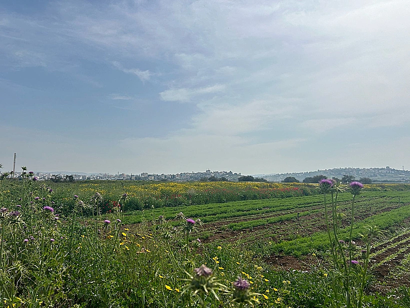 נחל תאנים המשוקם
