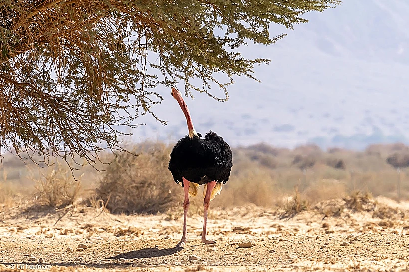 חי בר יטבתה