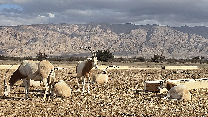 חי בר יטבתה
