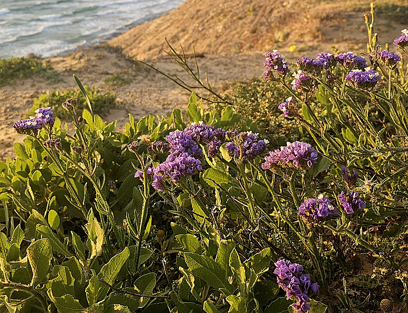 עדעד כחול בן לאומי חוף השרון