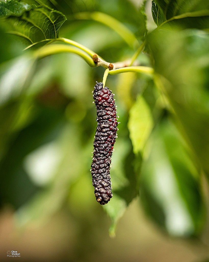 תות הימלאיה