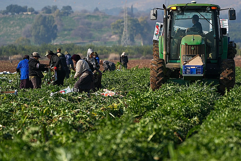 חקלאות שדה חקלאי בצפון