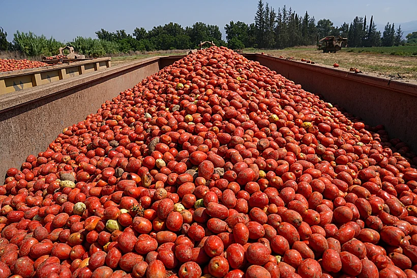 קטיף עגבניות בצפון חקלאות חקלאים