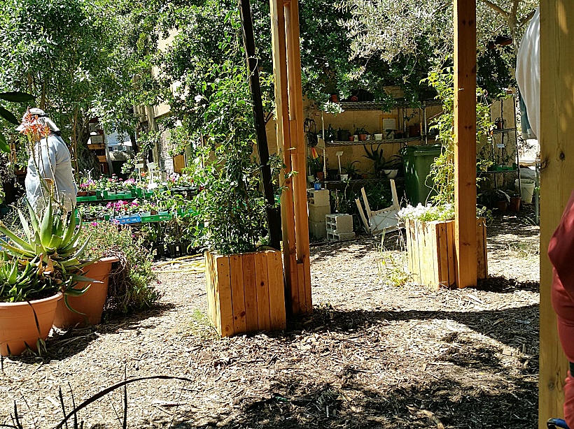 גינה קהילתית בירושלים גינת ירק