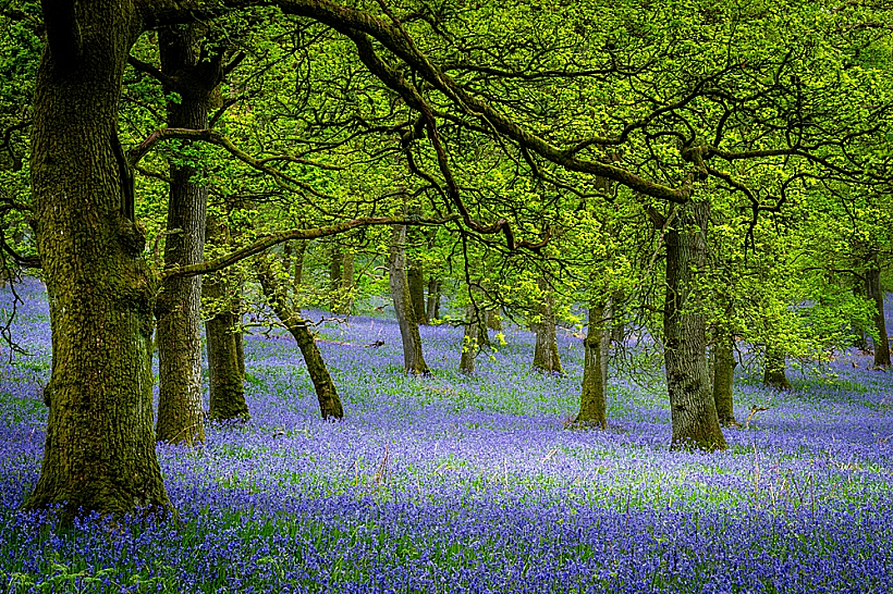 Bluebell (Darroch) Woods trail סקטולנד