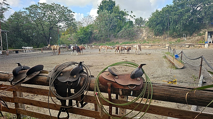 חוות רנצ'ו מניס ציפורי