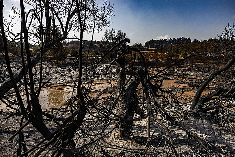 נזקי השריפות בהרי ירושלים