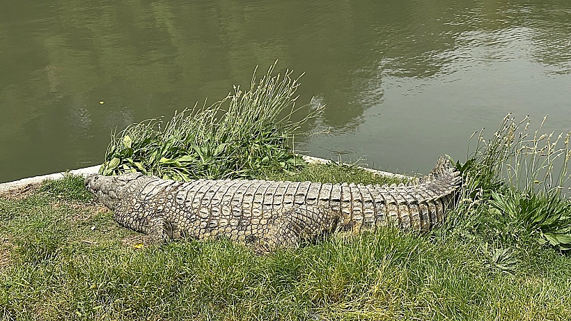 תנין רגוע בחמת גדר