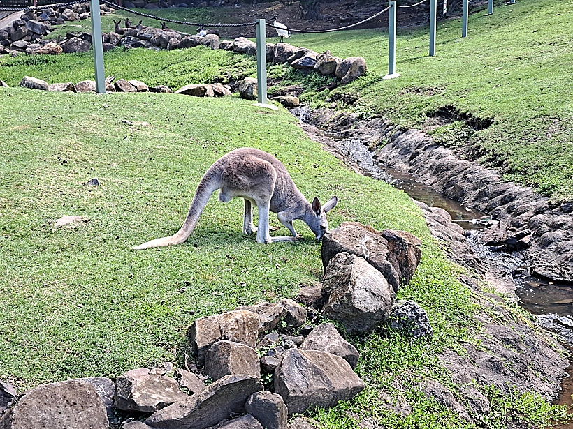 גן החיות בקראמבין