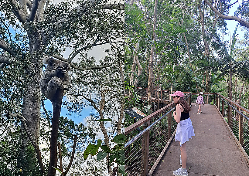 יבשת קווינסלנד הטרופית