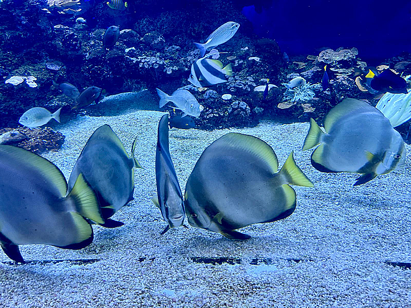 המצפה התת ימי אילת