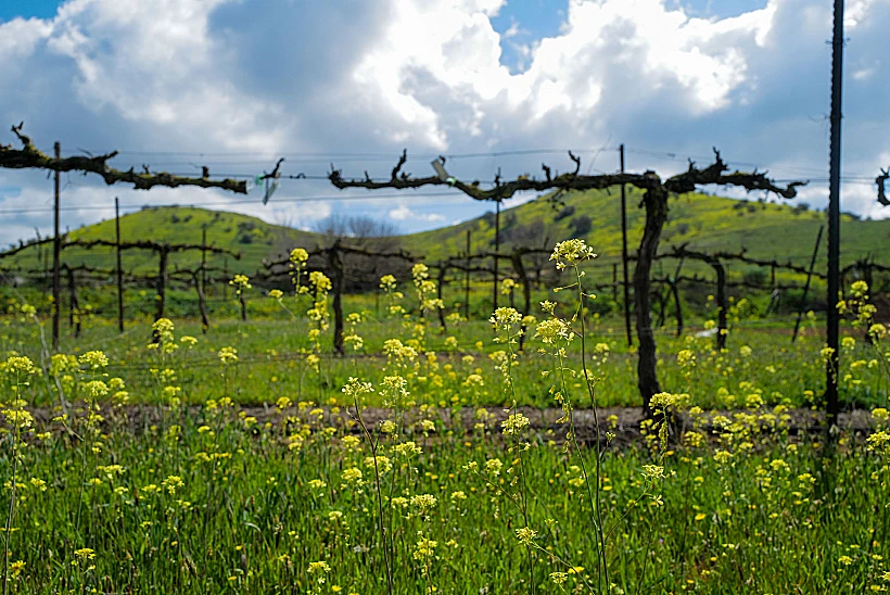 כרמים ברמת הגולן