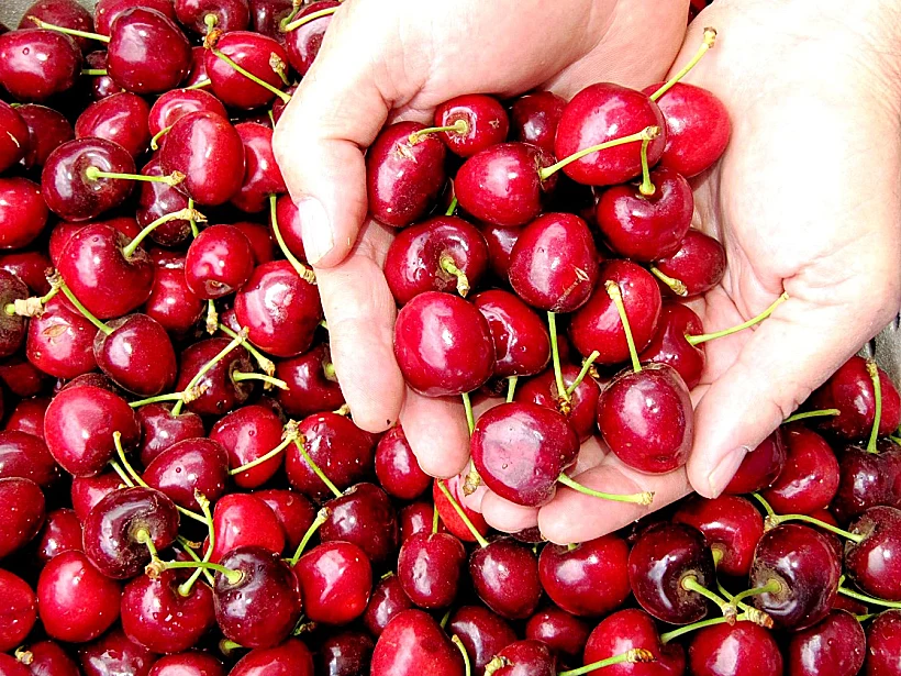 קטיף עצמי של דובדבנים, בוסתן בראשית בעין זיוון