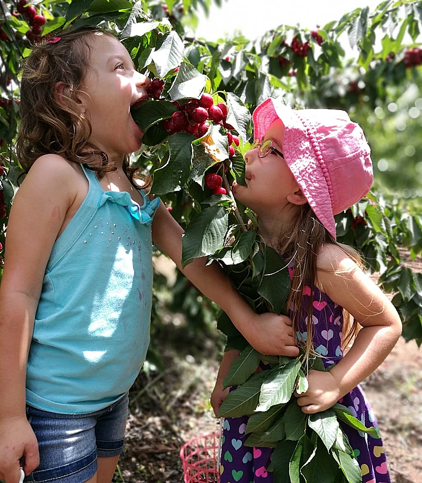 קטיף עצמי אל-רום