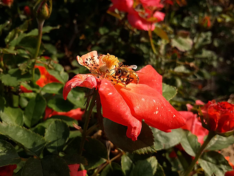 Bee On A Flower In Israel