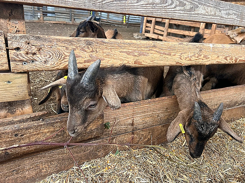 "עיזה פזיזה