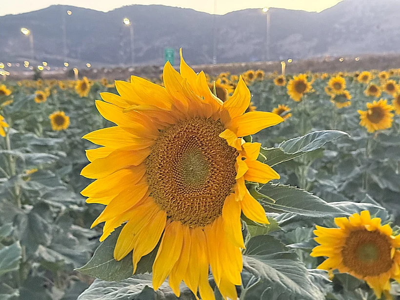 חמניות בעמק יזרעאל