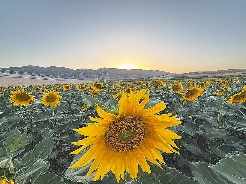 חמניות בעמק יזרעאל