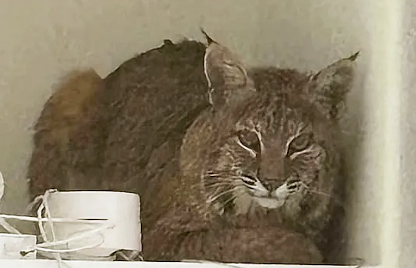 Bobcat2