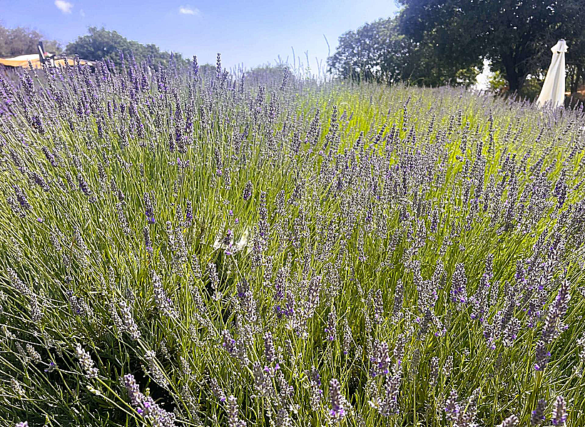 Sadè Aromatics Farm עין זיוון