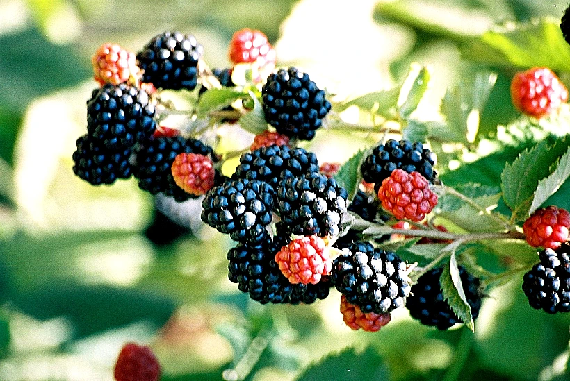 פירות יער של בוסתן בראשית בעין זיוון