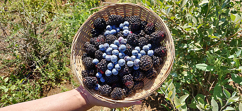 פירות יער של בוסתן בראשית בעין זיוון