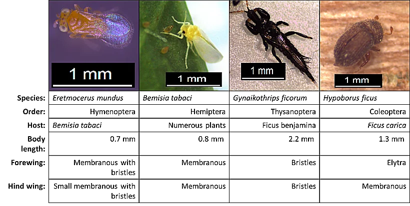 ארבעת החרקים הזעירים