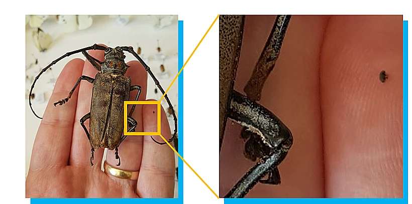 חיפושית יקורנית התאנה לצד חיפושית קמבית התאנה