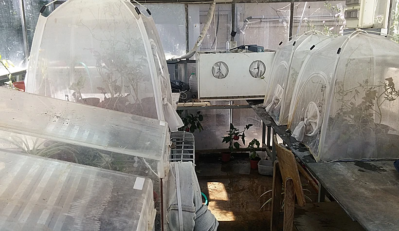 גידול החרקים המעופפים הזעירים