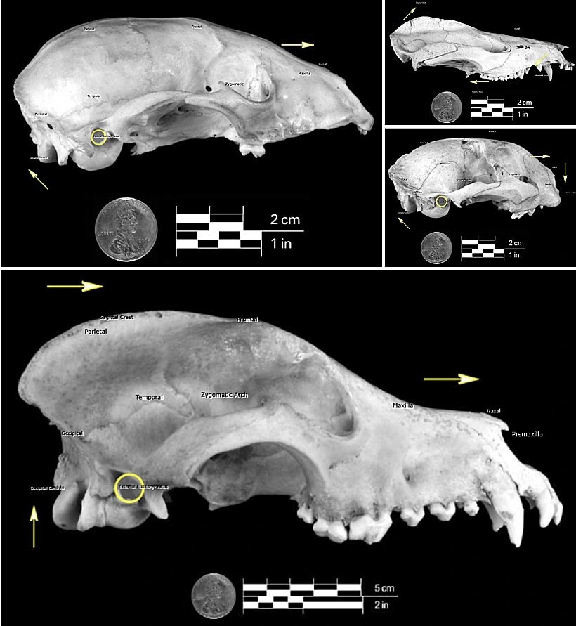 MSU Campus Archaeology Program