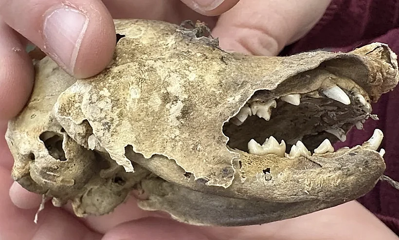 Msu Campus Archaeology Program